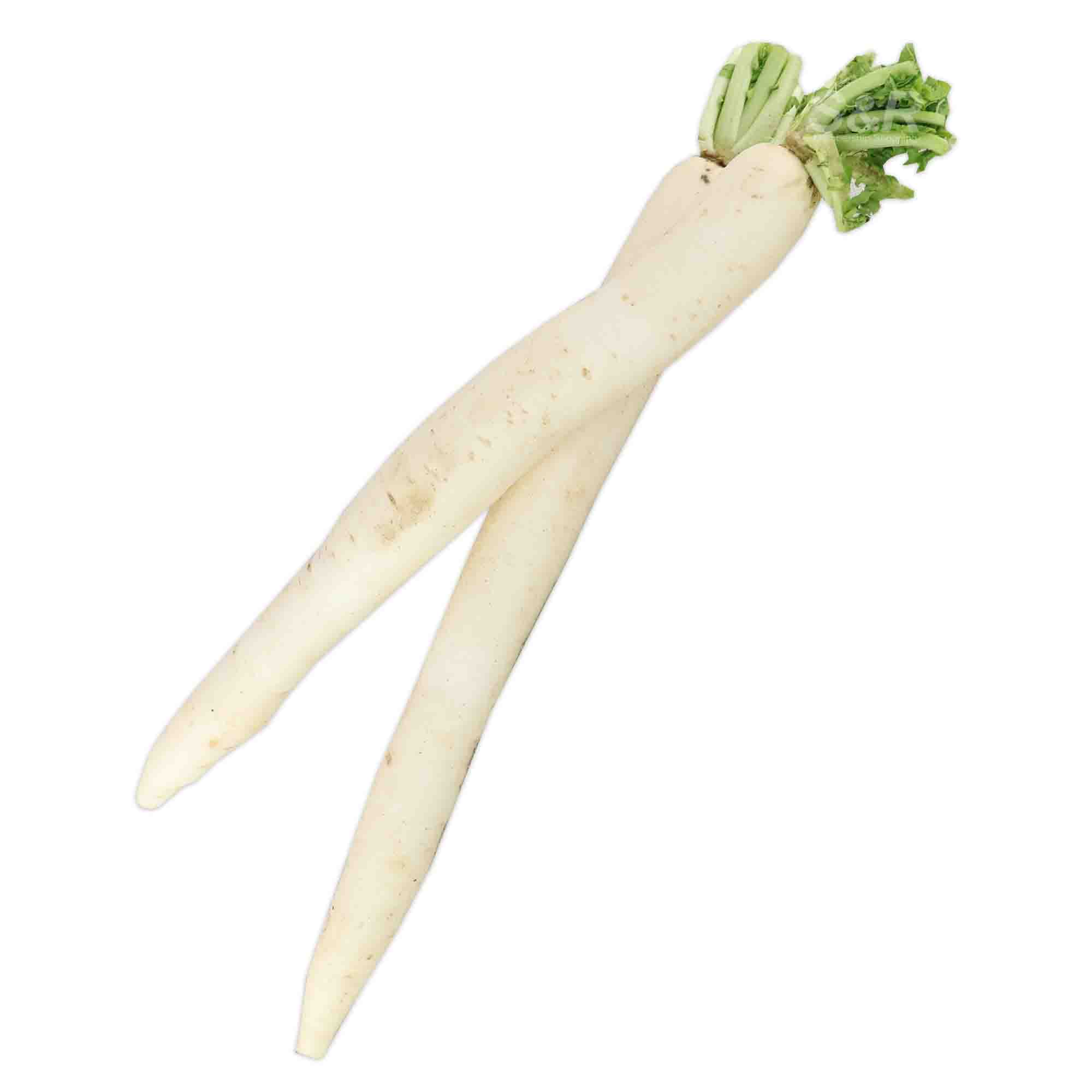 MFC Radish approx. 1.4kg